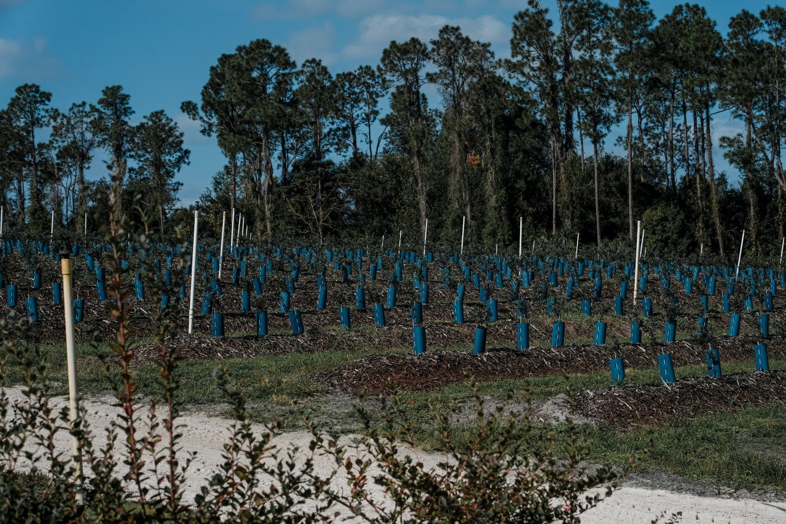 IoT is Revolutionizing Agriculture